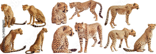 cheetah watercolor clipart