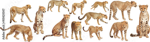 cheetah watercolor clipart