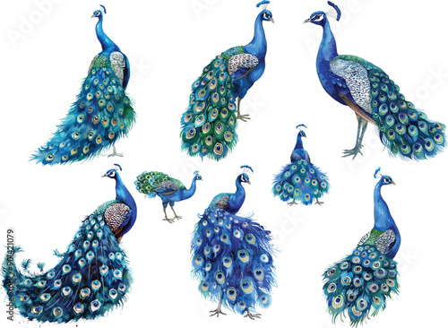 peacock watercolor clipart