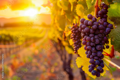 Red grapes on the vineyard. Vine grape fruit plants outdoors by sunset.