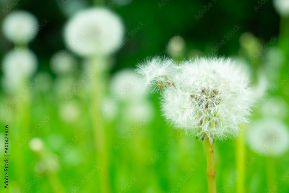 A field of dandelions thriving in green grass on a sunny day A field of dandelions thriving in green grass on a sunny day