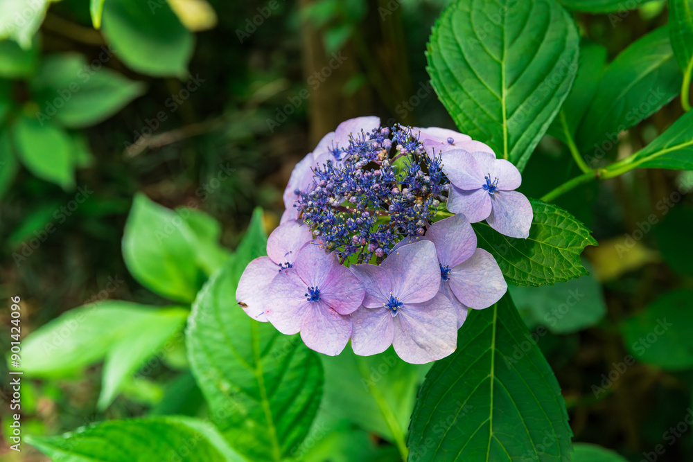 大平山の紫陽花（栃木県栃木市）