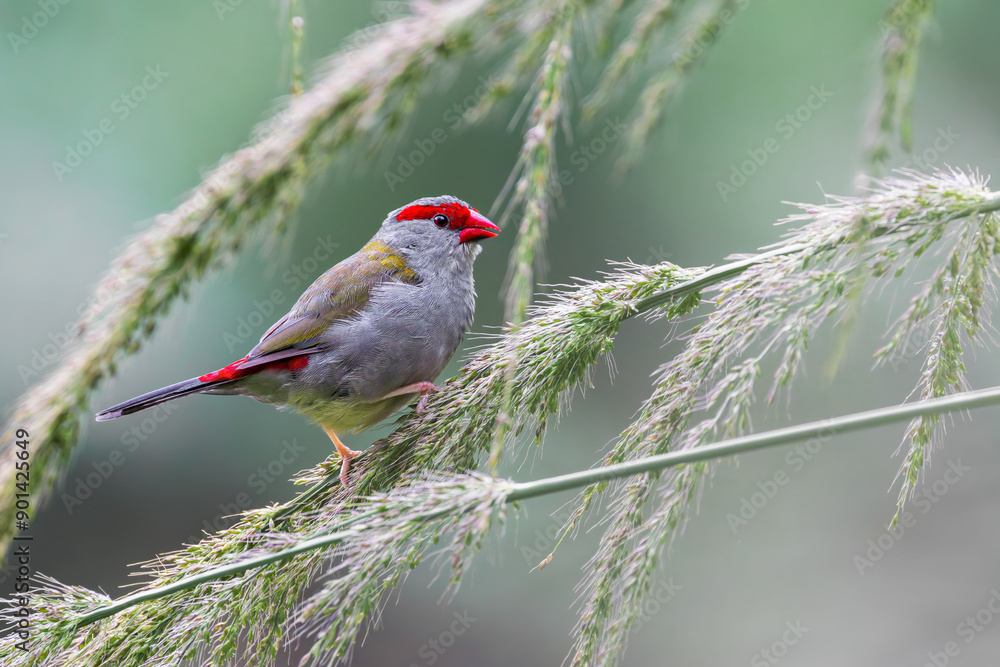 Red-browed finch
