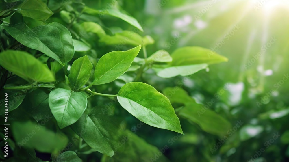 green leaves in sunlight green leaves in sunlight