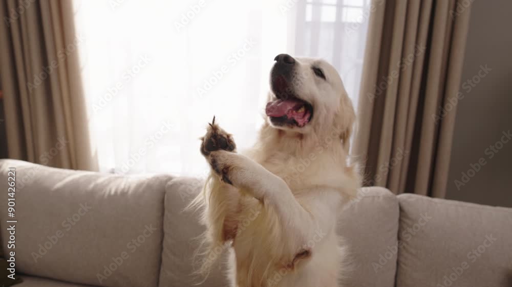 A charming white Golden Retriever dog sitting up on the couch, eagerly begging for a treat. The scene captures a joyful and affectionate moment in a pet-friendly home. A charming white Golden Retriever dog sitting up on the couch, eagerly begging for a treat. The scene captures a joyful and affectionate moment in a pet-friendly home.