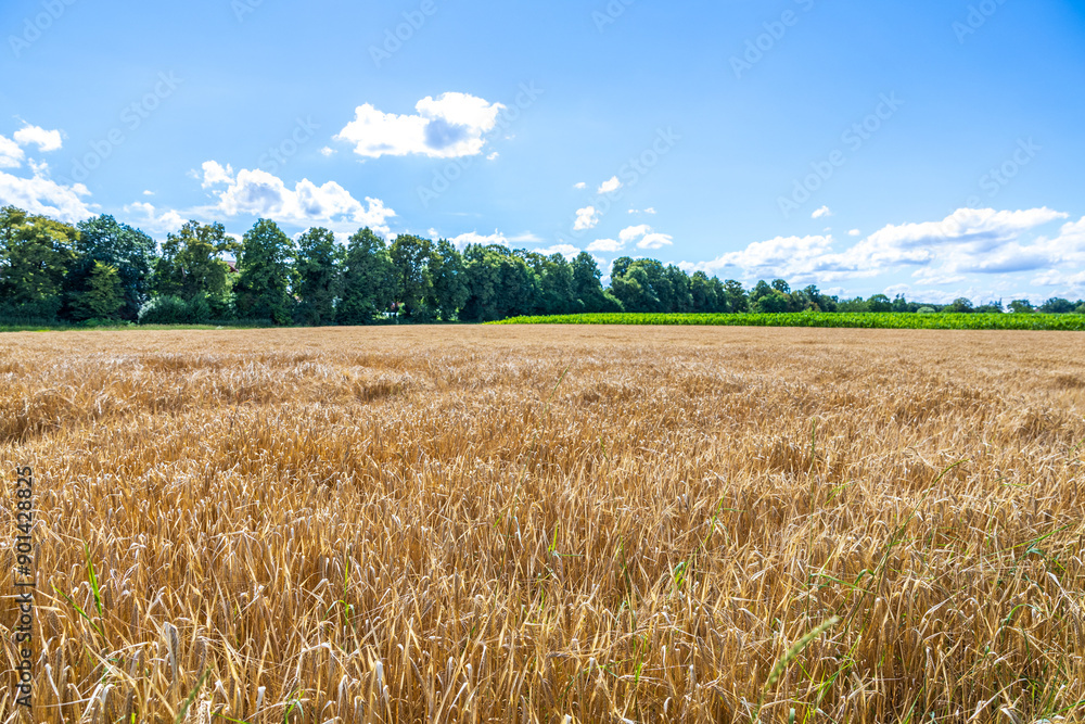 Weizenfeld in Deutschland