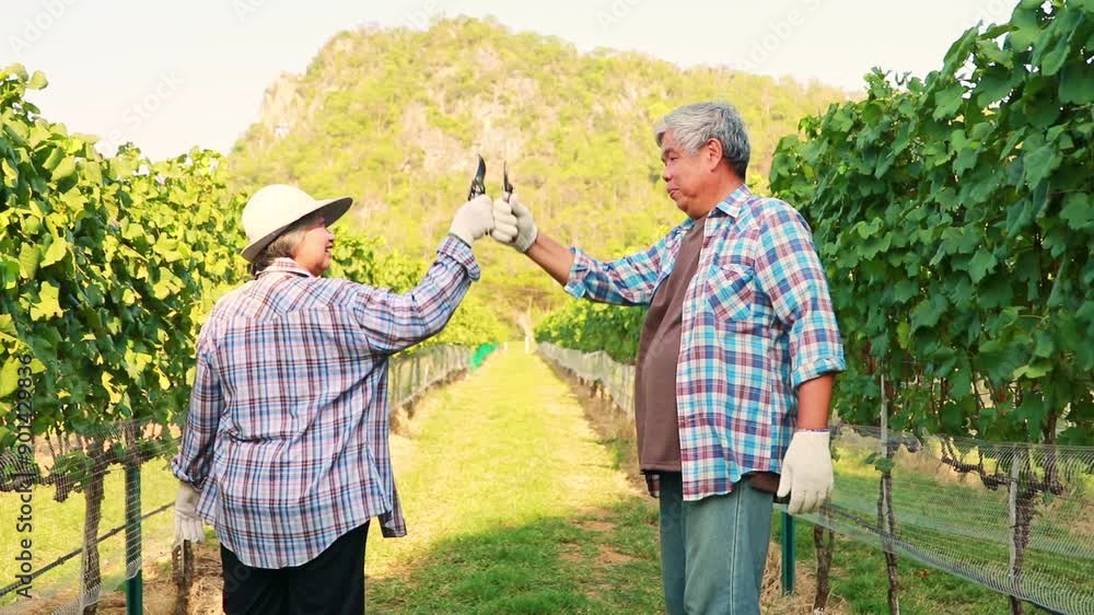 Happy elderly Asian couple growing red wine grapes preparing work in their vineyard, walking with pruning shears jokingly bumping into each other to cut grape clusters in the vineyard. Happy elderly Asian couple growing red wine grapes preparing work in their vineyard, walking with pruning shears jokingly bumping into each other to cut grape clusters in the vineyard.