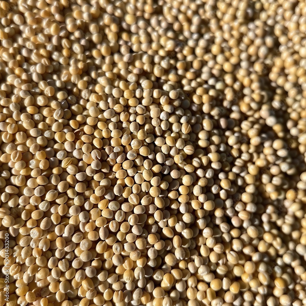 Grain Millet Grain Millet