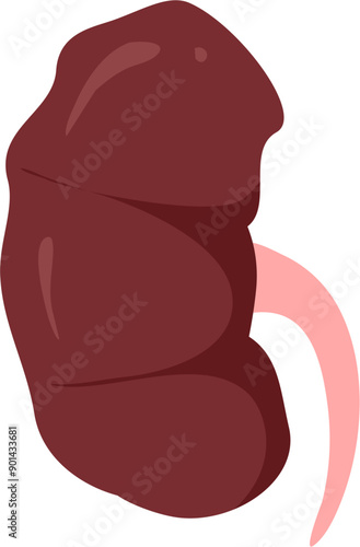 Kidney disease Illustration