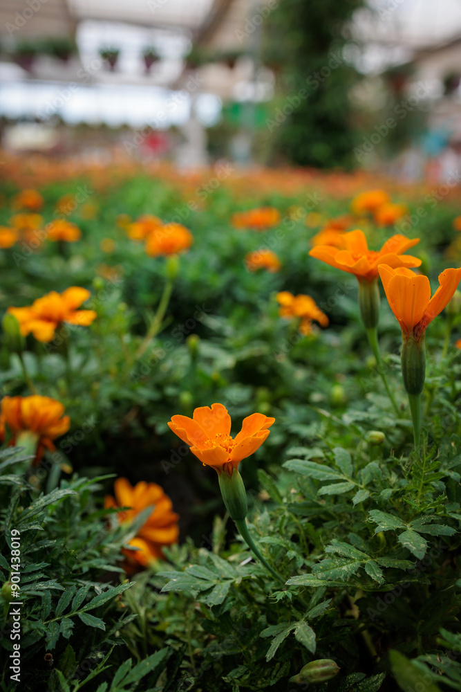 Orange marigold flowers growing in a greenhouse Orange marigold flowers growing in a greenhouse