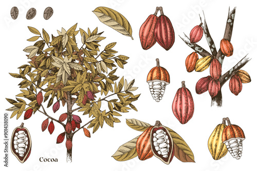 Cocoa beans botanical illustrations set