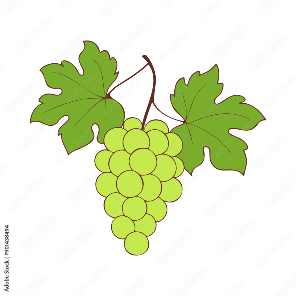Fototapeta premium Grapes on branch with green berries and leaves on white background.