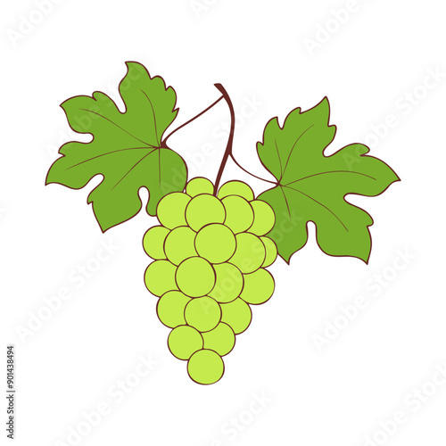 Grapes on branch with green berries and leaves on white background.