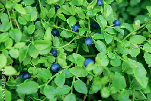 Close-up banner of wild blueberry twigs with ripe fresh organic natural blueberries in summer forest of Finland, texture, background