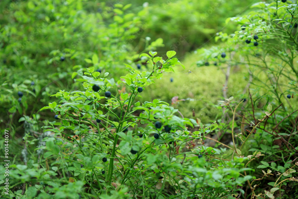 Close-up banner of wild blueberry twigs with ripe fresh organic natural blueberries in summer forest of Finland, texture, background Close-up banner of wild blueberry twigs with ripe fresh organic natural blueberries in summer forest of Finland, texture, background
