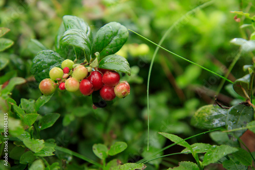Bilde på lerret A sprig of semi-red ripening wholesome lingonberry with green leaves and grass on a blurred background