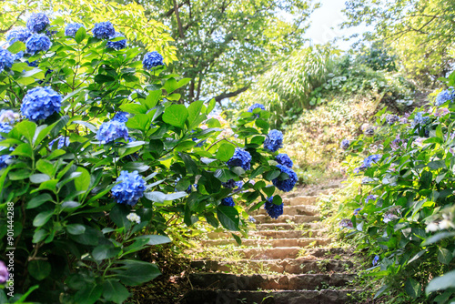 A Path of Blue: Hydrangeas Bloom Along a Stone Staircase, Shimoda, Japan photo