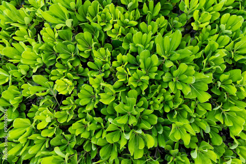 abstract green leaves textu...