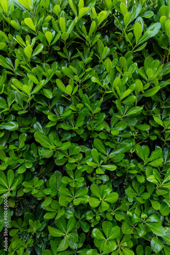abstract green leaves texture, tropical leaf foliage nature green background abstract green leaves texture, tropical leaf foliage nature green background