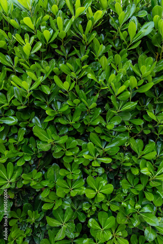 abstract green leaves textu...