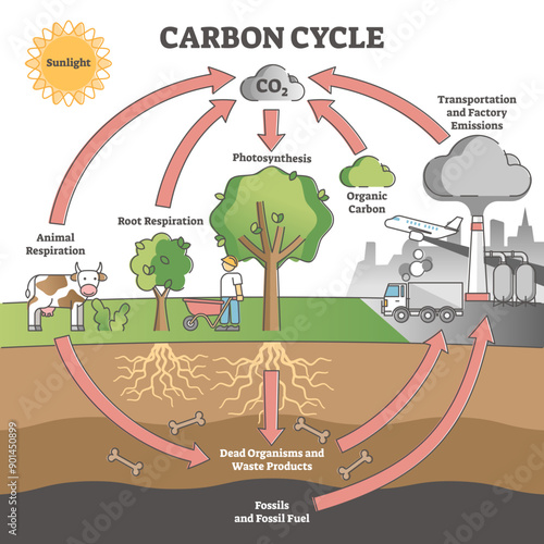 Carbon cycle with CO2 dioxide gas exchange process scheme outline concept, transparent background. Photosynthesis, respiration and transport.