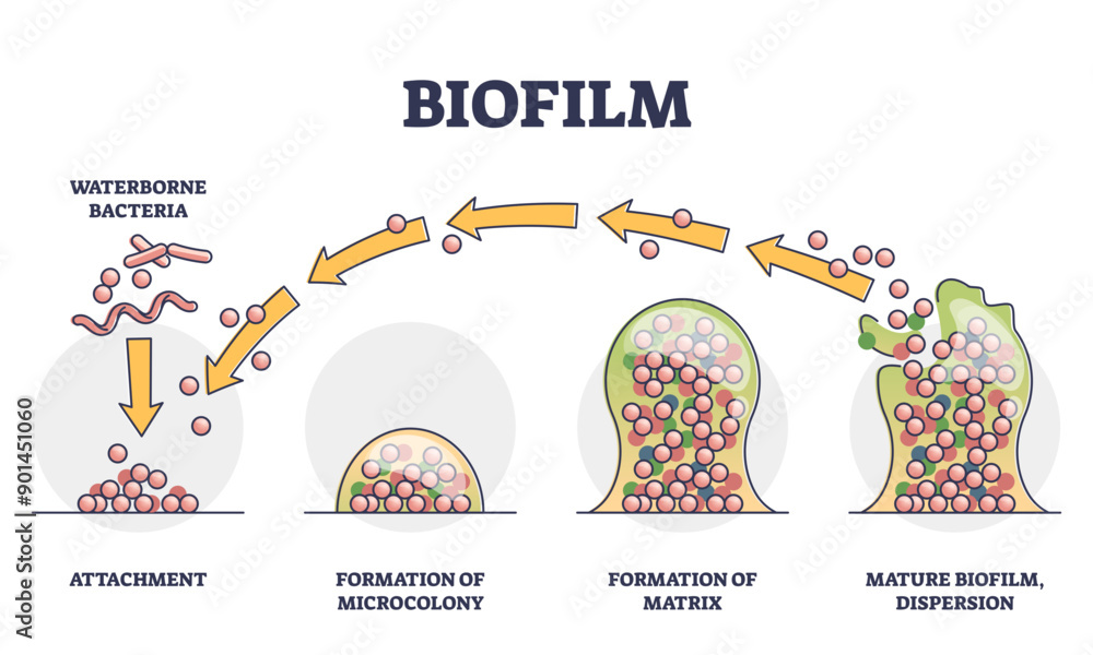 Biofilm formation stages with development and dispersion outline ...