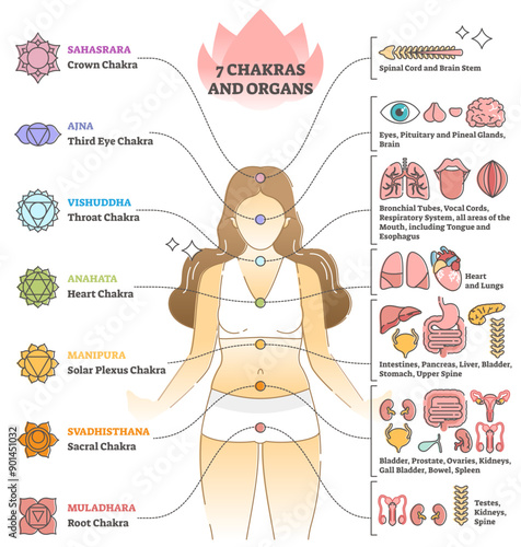7 chakras and organs explanation as holistic healing basics outline concept, transparent background. Educational labeled esoteric energy locations and points on body illustration.