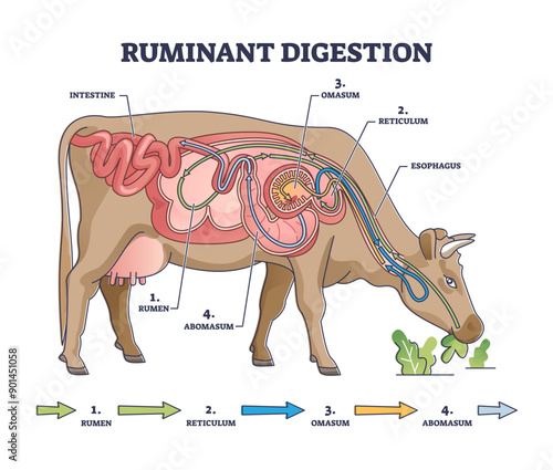 Ruminant digestion system with inner digestive structure outline diagram, transparent background. Labeled educational scheme with rumen, reticulum, omasum and abomasum process stages illustration.