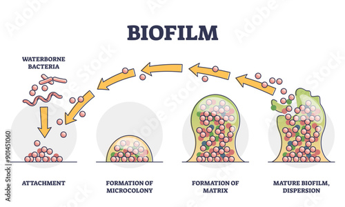 Biofilm formation stages with development and dispersion outline diagram, transparent background. Labeled educational process explanation with waterborne bacteria, microcolony.