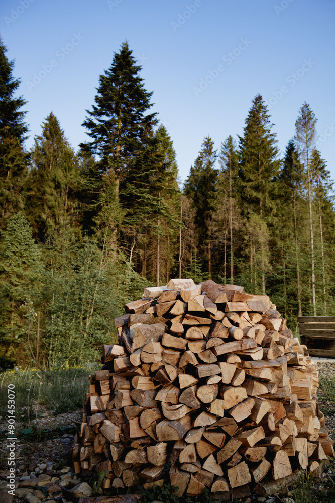 Stack of firewood in the forest. Stack of firewood in the forest.