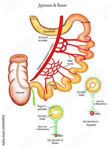 Fotografia Differences between jejunum & ileum