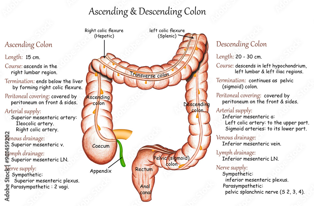 large intestine Caecum Ascending colon Transverse colon Descending ...