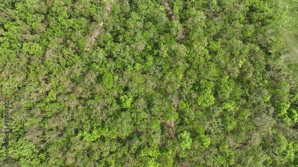 Expansive Woodland Vista Captured from top down Above on a Sunny Day Expansive Woodland Vista Captured from top down Above on a Sunny Day