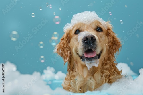 Happy Golden Retriever in bath with foam and bubbles Isolated on blue background copy space