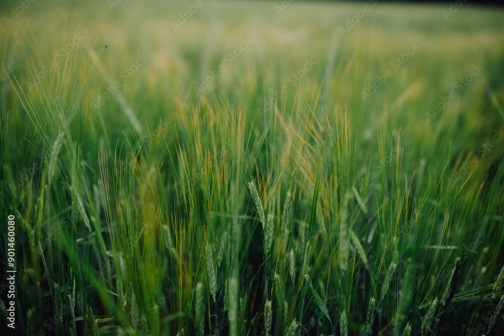 a green field with grain crops, spikelets close-up. wheat growing, agriculture, food, barley, oats. Flour production, bread, harvest. Grain export a green field with grain crops, spikelets close-up. wheat growing, agriculture, food, barley, oats. Flour production, bread, harvest. Grain export