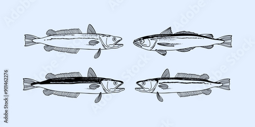 Fish. Set of black line fish silhouettes, hand drawing. Vector illustration isolated on a light blue background.