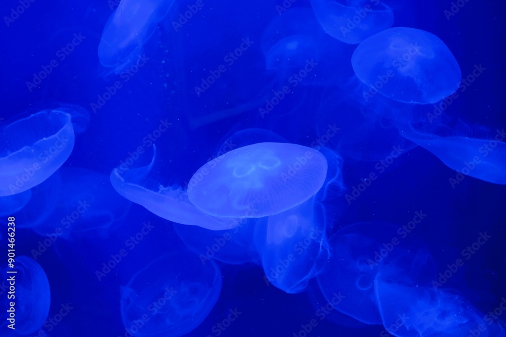 Asian Moon Jelly in an aquarium Asian Moon Jelly in an aquarium