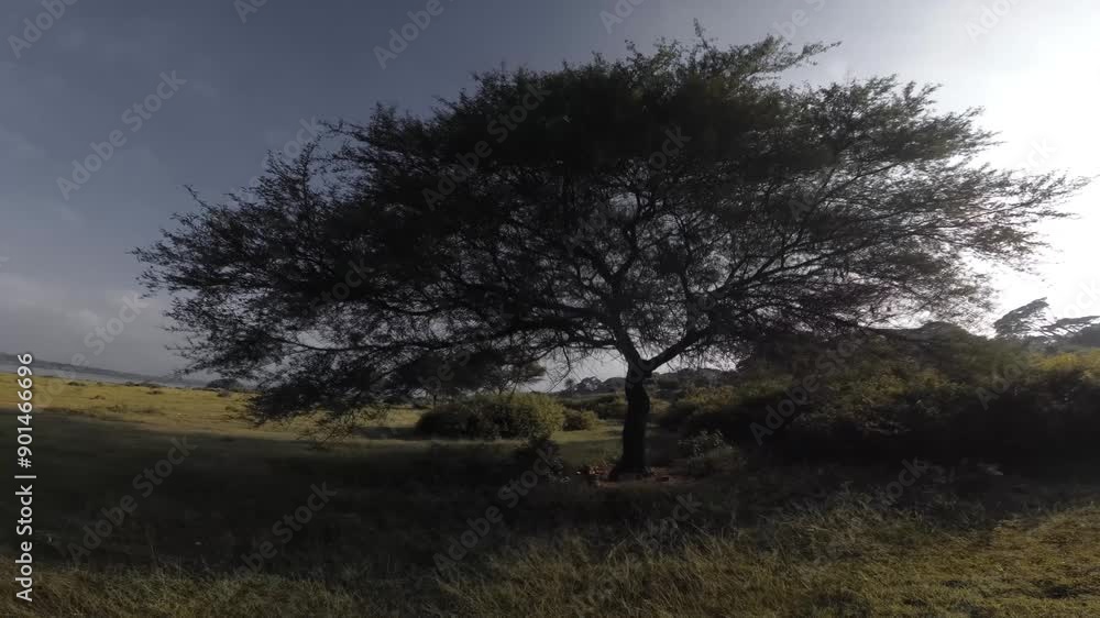 Beautiful Acacia Thorn Tree Amidst The Green Field 4K Beautiful Acacia Thorn Tree Amidst The Green Field 4K