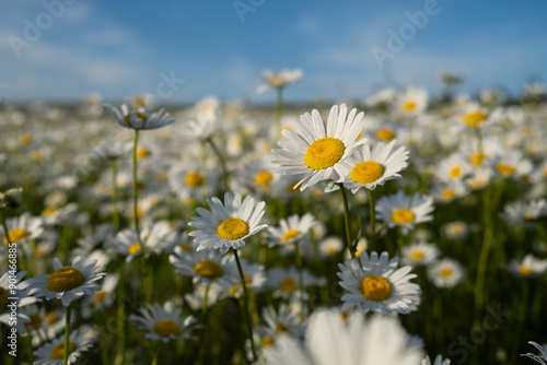 Daisies field background. Beautiful white wildflowers on a blue sky background. Summer floral design background. Delicate daisies as a symbol of love and romance. The concept of daylight saving time