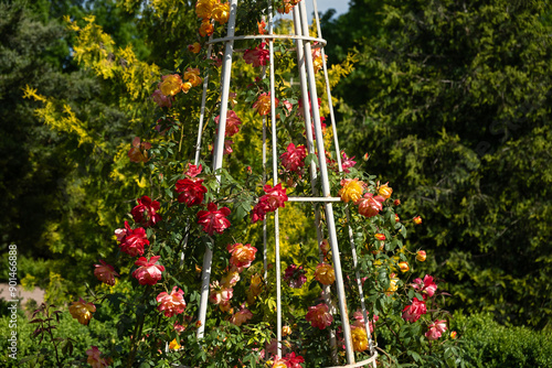 Roses are a pergola bush. Multicolored summer flowers weave along an iron vertical pergola. Cultivation and decoration of gardens and parks. Fragrant summer roses bloomed in summer. Floral background