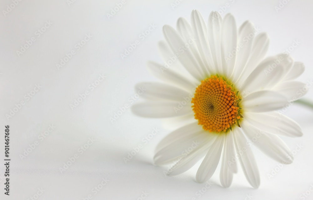 Single White Daisy Flower on White Background Single White Daisy Flower on White Background