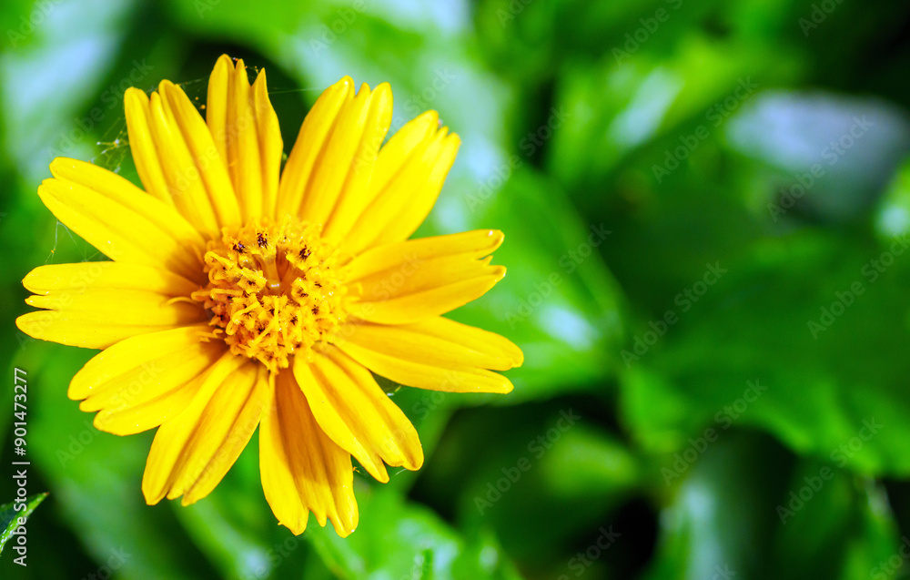 blooming pretty yellow creeping daisy flower, close-up of pollen yellow creeping daisy flower, yellow creeping daisy flowers growing in rainy season blooming pretty yellow creeping daisy flower, close-up of pollen yellow creeping daisy flower, yellow creeping daisy flowers growing in rainy season