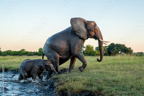 Canvas Print Close encounter with Elephants crossing the Chobe river between Namibia and Botswana in the late afternoon seen from a boat