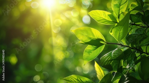 Photosynthetic Efficiency: The percentage of light energy converted into chemical energy in the process of photosynthesis, showcasing how efficiently plants use sunlight for growth.
 photo