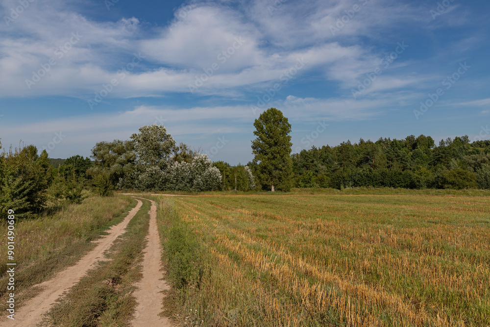 road in a meadow leading to the forest, summer day outside the city road in a meadow leading to the forest, summer day outside the city