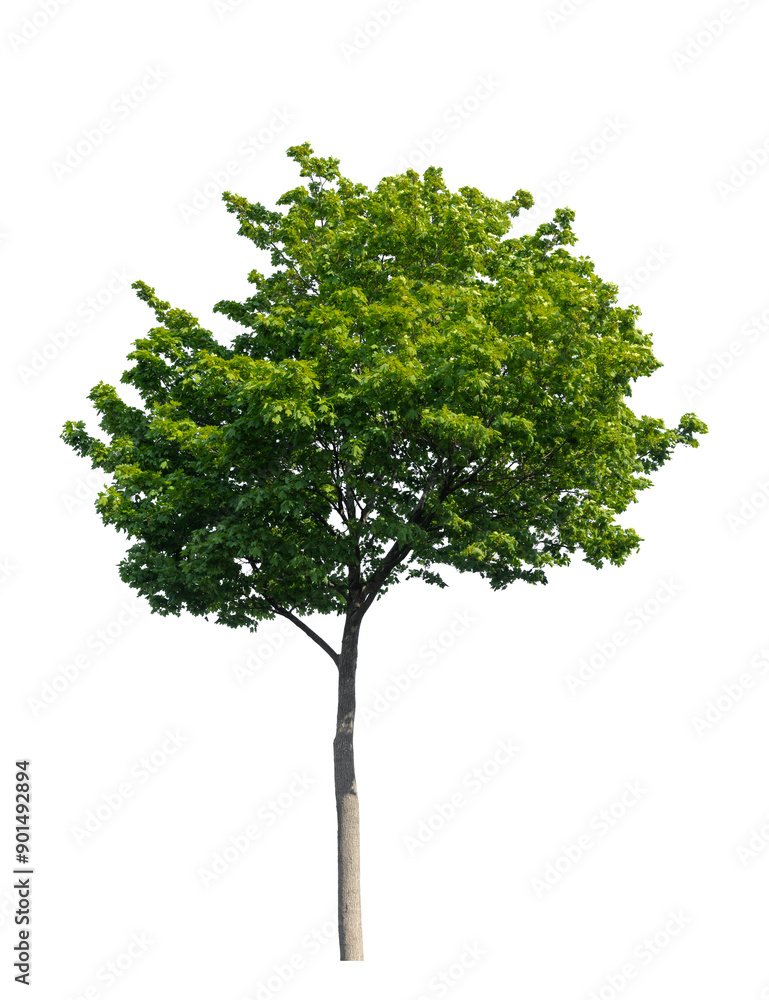 Maple tree with green leaves isolated on white Maple tree with green leaves isolated on white
