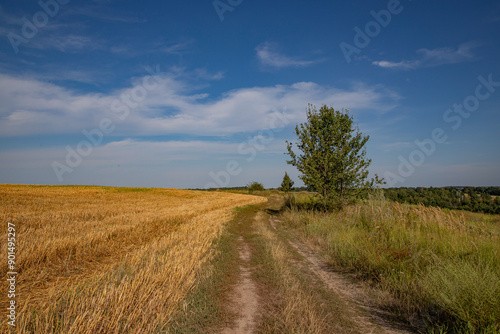 a dirt road along a mowed field and isolated trees near the road