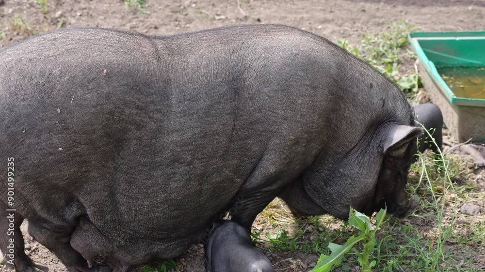 Eco-friendly pen with black pigs. A sow nurses her piglets while the pigs play and roam on vegetation-covered ground, happily in the sunlight. Eco-friendly pen with black pigs. A sow nurses her piglets while the pigs play and roam on vegetation-covered ground, happily in the sunlight.