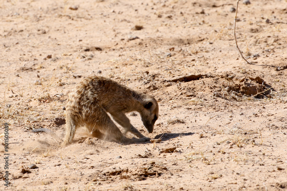 Φωτογραφία Meerkat (Suricate) in the Kalahari Desert, ever alert for dangers, digging for tasty insects and grubs