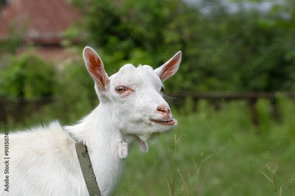 Little funny goat baby running in summer. Farm animals. Little funny goat baby running in summer. Farm animals.
